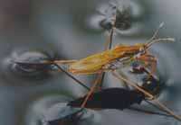 <a href='https://www.www.cqklkj.cn' class='keys' title='點擊查看關于涂料助劑的相關信息' target='_blank'>涂料助劑</a>,水性樹脂,羥乙基纖維素,顏料,染料,三升化工